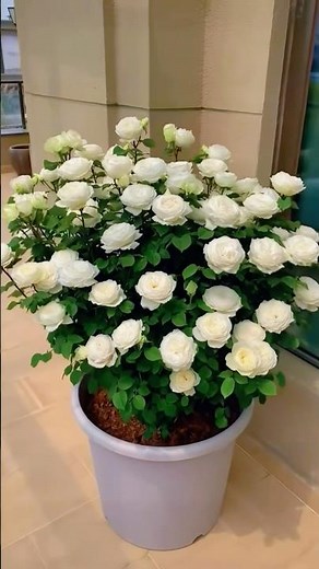 Beautiful white rose flowers plant (7/4)