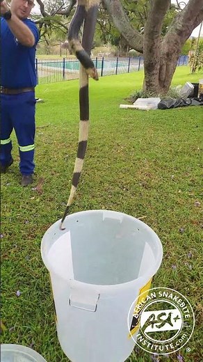 Big Banded Cobra #snakes #snakehandling #venomous #animal #nature