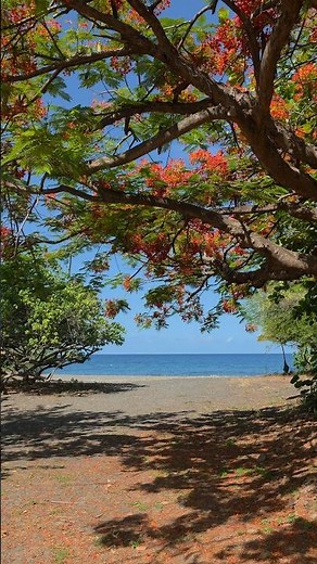 Hidden Paradise at Simaho Beach, Guadeloupe 🌺 | 4K HDR #shorts