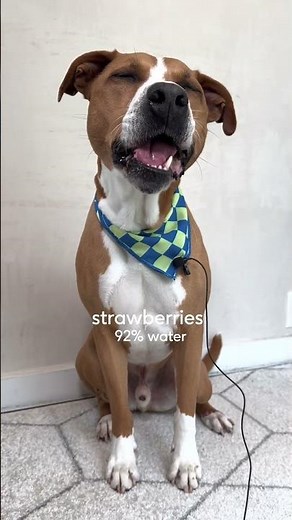 Hydrating Fruits and Vegetables for Dogs