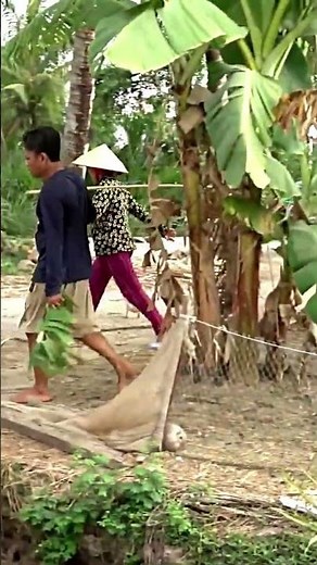 Amazing Duck Farm | Process of Producing Ducks For Eggs and Meat #wildlife #animals #shorts #cute