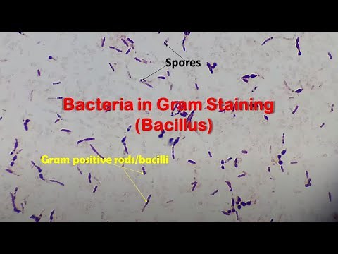 Bacillus Species Gram Stain Microbiology at various magnifications