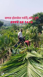 5K views · 37 reactions | Wholesale Nursery Plants on Reels | Facebook