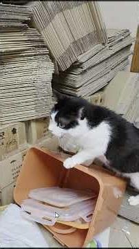 Cherry, who suffers from chronic stomatitis and continues to experience pain after having a molar...