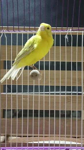 bird sounds | Canary birds call for female - canary songs - canary singing | canario cantando