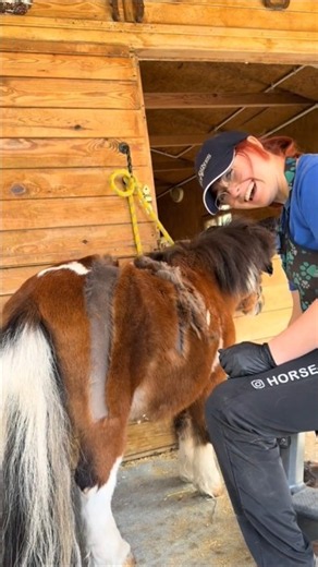 Miniature horse small size hair cutting