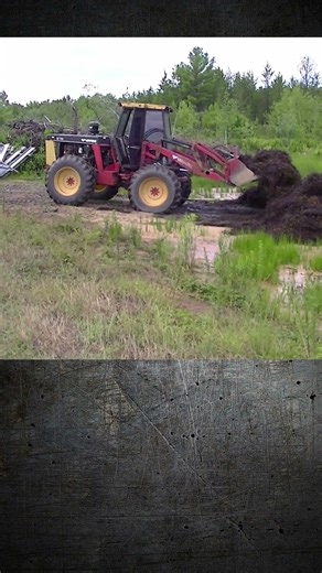 Versatile 276 Tractor Loading Cranberry Vines