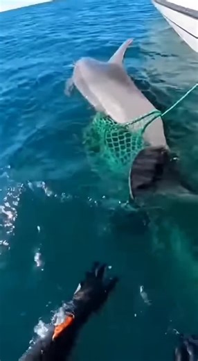 Bottlenose dolphin freed from deadly ghost net in a real-time ocean rescue 🌊🐬 #DolphinRescue #GhostNet #OceanConservation #MarineLifeRescue