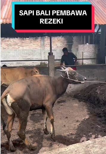 Sapi bali pembawa rezeki #permatasapi #peternaksapiindonesia #sapi #sobatngaret #fyp