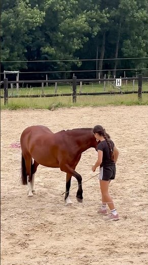 SMALL DRESSAGE PONY