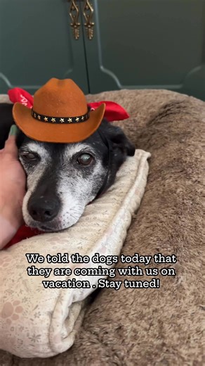 22K views · 533 reactions | Giddy up cowboys! | The Tipsy Housewife | Facebook