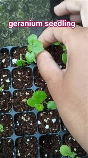 winter season flower plant geranium 🌱 #ytshorts #ytstudioes #shorts #plants #trending #viral