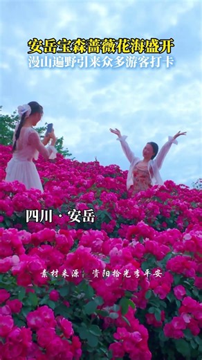 人间四月天，安岳宝森蔷薇花海漫山遍野，这个周末等你共赴春日之约！ #花海 #人间四月天 #五一去哪玩 #资阳#安岳