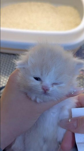 Caught a kitten in a cutest spot ever #cats #kitten #shorts