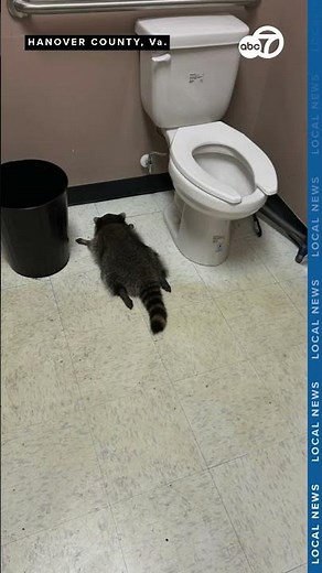 VIDEO: Drunk raccoon breaks into Virginia liquor store in wild caught-on-camera moment