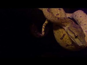 Green tree Python Caudal Lure