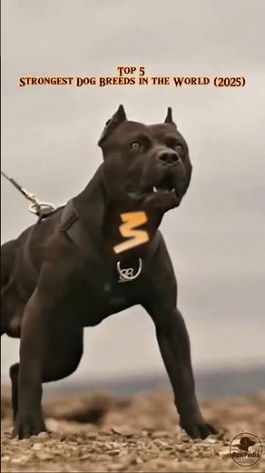 Top 5 Strongest Dog Breeds in the World (2025) | #1 Will Shock You! #dogvideos #dogshorts
