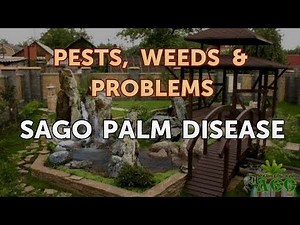 Sago Palm Disease