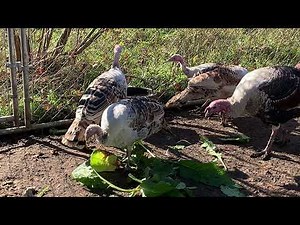 Determining the Gender of Sweetgrass Turkeys