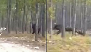 Absolutely Massive Wolf Filmed In Northern Saskatchewan