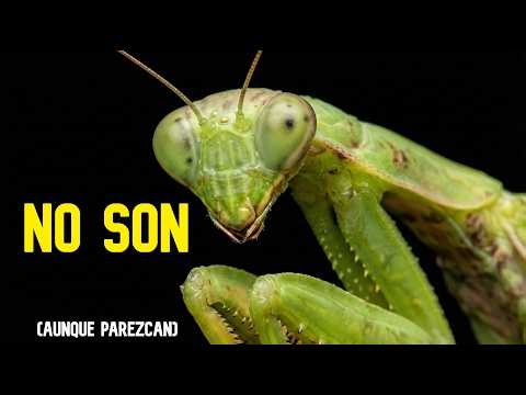 ¿Por qué los Insectos parecen ALIENS? 🧬 (Evolución y Biología)