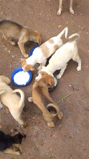 please help like and share were need support for food link in bio