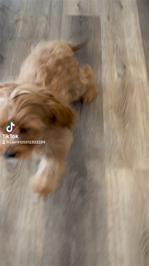 2.2K views · 14 reactions | Kara is a first generation Cavapoo. She LOVES to play around and is still looking for her fur-ever home. ..#creeksidepuppyadoptions #adoptapuppy #cutelittlepuppy #poodlemix #cavapoopuppy #cavapoo #f1 #f1cavapoo ￼ | Creekside Puppy Adoptions | Facebook