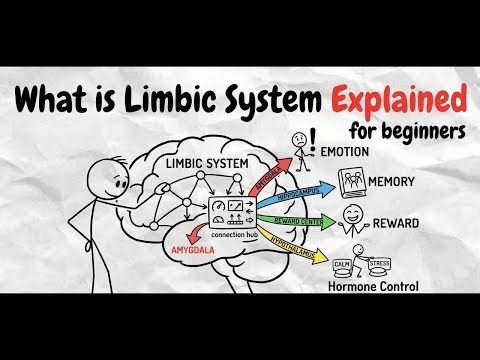 The Limbic System Explained In Easy Terms For Beginners