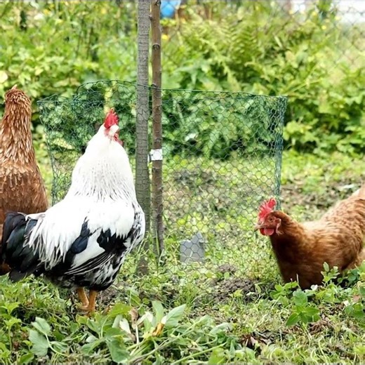 Hexagonal Wire Mesh – Strong, Flexible & Multi purpose