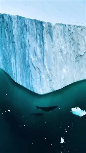 Descubra os Pinguins: Aves Marinhas Fascinantes