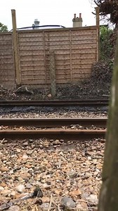 1.2K views · 60 reactions | Join us for today's Green Timetable with trains running every hour. Thank you to Jack for capturing this video of Southern Maid. Www.rhdr.org.uk | Romney, Hythe and Dymchurch Railway | Facebook