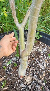 56K views · 1.7K reactions | Terminalia arjuna | Jose Torres | Facebook