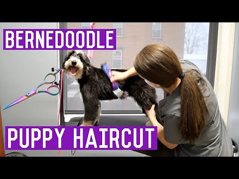 Mini Bernedoodle Grooming - Puppy Gets A Haircut I Dog Grooming