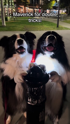 Double Trouble with Border Collie Dog Tricks