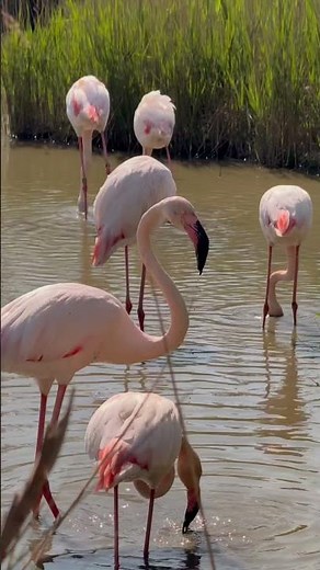 La Camargue varoise #var #travel #hiking #camargue