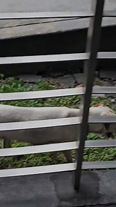 82K views · 1.4K reactions | SOS SOS SOS. PLEASE HELP. WE CAN ARRANGE FOSTERING. Hi, could you help share. This dog is seen at LRT station BK5, Puchong. He seems scared and lost and is sniffing people, maybe looking for it's owner. I fed him canned food but he's still there. Please help. | Malaysian Dogs Deserve Better | Facebook