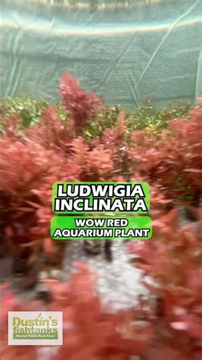 🤩 WOW RED ❤️💋🌹🔥LUDWIGIA INCLINATA!!!