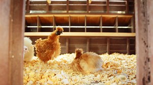 This floating chicken coop design is ingenious. | NowThis