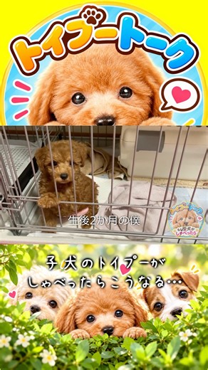 明日からドライフードに戻される子犬のトイプーはこうなる#トイプードル #toypoodle #トイプートーク
