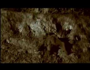 TRIUMPH DES LEBENS - Babyfledermaus in Gefahr | National Geographic HD