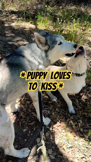 Dramatic Husky vs Clueless Lab Puppy