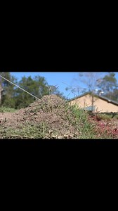 🐜🔥 Be Aware Burpengary East - New Fire Ant Nests Found! 🐜🔥 Check the video below to see how fast they mobilize when disturbed, with the potential to sting causing a painful, burning and itching sensation (like the body is on fire). This can last for an hour. In extremely rare cases, fire ant stings can cause a life-threatening allergic reaction. We need your help to identify and eradicate them! 👊🏻 Report all sightings to 13 25 23 Council’s Biosecurity and Pest Management Team are also unde