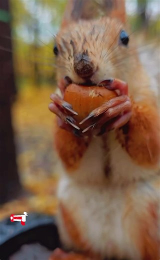 Squirrels are eating nuts in the rain. #cuteanimals #funnyanimals #cutepets #squirrel #animals