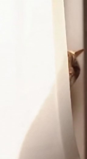 3.5K views · 33 reactions | Laser Pointer Betrayal! 藍 #cat #cats #catlover #pet #pets #funnycat #catsofinstagram #catoftheday #laserpointer #cattraining #zoomies #playtime #catlife #petplay #cutepet #shorts #reels #viralvideo #foryou #foryoupage #fyp #comedy | Dog Viral Zone | Facebook