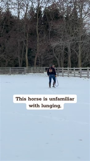 This is my second session with snort-man, Tedster. Got lots of great examples of body language in this session so stay tuned. I’m breaking it up into a few videos. #freelunge #lunging #horsetok #bodylanguage #communication | Tyler Training Horses
