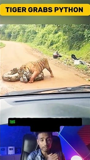 Tiger Swallows a Giant Python