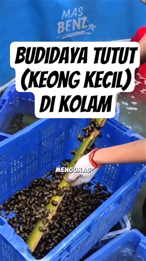 Cultivating Tutut in Ponds #Tutut #cultivation #farming #practicaltips #smarttricks
