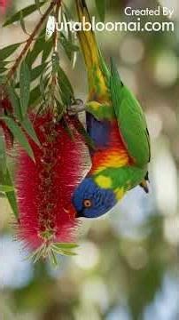 RARE Birds You Won't BELIEVE Exist! (Stunning World Documentary)