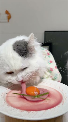 Start feeding your electronic pet #Cat Eating Live Stream #Raw Meaty Bones #Feeding Cats