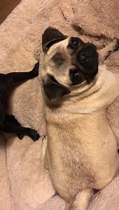 85K views · 5.4K reactions | Everynight this is the Bedtime routine of Mouse & Apple! 臘‍♀️路‍♀️ | Bubblebecca Pugs | Facebook